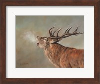 Framed Red Deer Stag