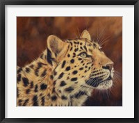 Framed Leopard Portrait Looking Up Right