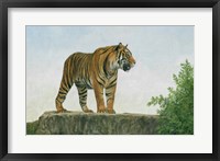 Framed Tiger 11