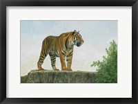 Framed Tiger 11