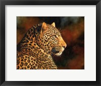 Framed Leopard Looking Right