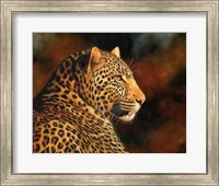 Framed Leopard Looking Right