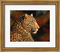 Framed Leopard Looking Right