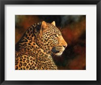 Framed Leopard Looking Right