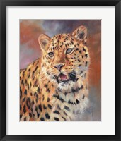 Framed Leopard Gaze