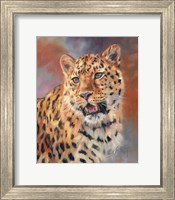 Framed Leopard Gaze