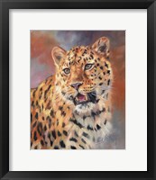 Framed Leopard Gaze