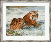 Framed Tiger In Snow