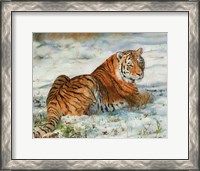 Framed Tiger In Snow