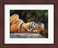 Framed Tiger On Back