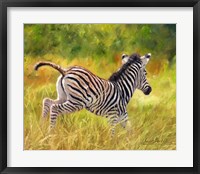 Framed Young Zebra Running