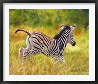 Framed Young Zebra Running