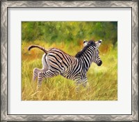 Framed Young Zebra Running