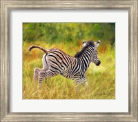 Framed Young Zebra Running