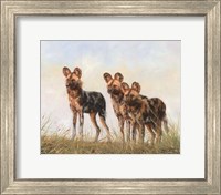 Framed 3 African Wild Dogs
