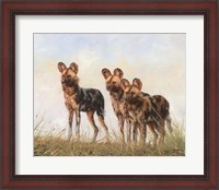 Framed 3 African Wild Dogs