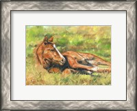 Framed Foal Laying Down