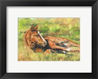 Framed Foal Laying Down