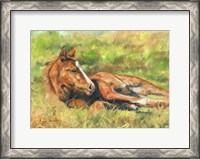 Framed Foal Laying Down