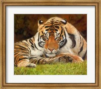 Framed Tiger Stare