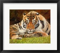 Framed Tiger Stare