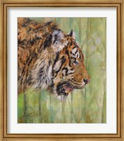Framed Amur Tiger Profile