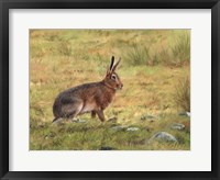 Framed Wild Hare