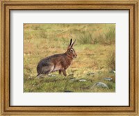 Framed Wild Hare