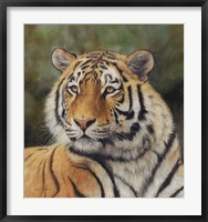 Framed Bengal Tiger