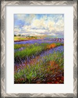 Framed Lavender Field
