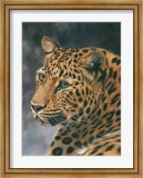 Framed Leopard Portrait 2