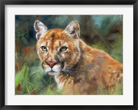Framed California Cougar