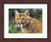 Framed California Cougar