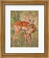 Framed Impala And Young