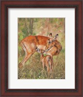 Framed Impala And Young