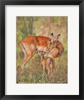 Framed Impala And Young