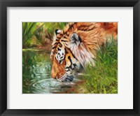 Framed Tiger Quenching Thirst