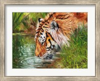 Framed Tiger Quenching Thirst