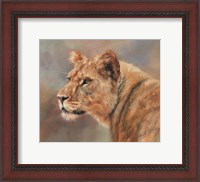 Framed Lioness Portrait