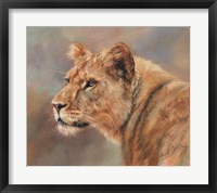 Framed Lioness Portrait