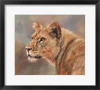 Framed Lioness Portrait