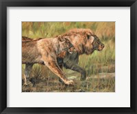 Framed Lion And Lioness