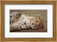 Framed Resting Leopard