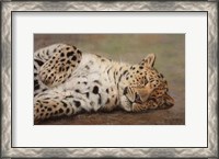 Framed Resting Leopard