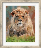 Framed Lion Front 1012