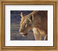 Framed Lioness South Luangwa