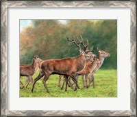 Framed Red Deer