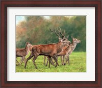 Framed Red Deer