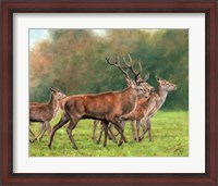 Framed Red Deer