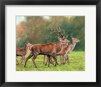 Framed Red Deer